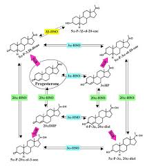 Image result for Pregnane Progestin