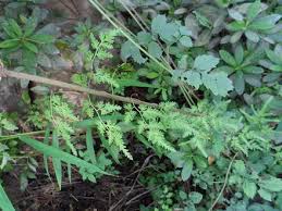 Image result for Lygodiaceae