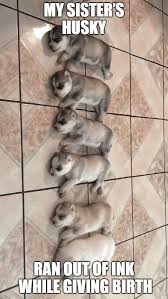 50 Funny Husky Memes That Will Keep You Laughing For Hours Husky Huskymemes Dogmemes Memes Fun Husky Memes Husky Funny Funny Dog Memes