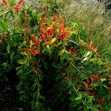 Image result for Ruttya