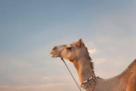 We can hope that ukraine is stupid enough to link the war in the east with crimea, and that turkey is stupid enough to think that outright aid of ukraine's actions in the south. How Did An Ottoman War Camel End Up In An Austrian Basement Smart News Smithsonian Magazine