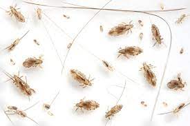 Why should i know how many eggs do lice lay? Nitwits Lice Removal Team Toronto Frequently Asked Questions Faq