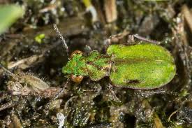 Image result for Agelanthus deltae