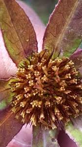 Image result for Bidens steppia