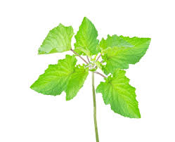 Image result for Mesosphaerum suaveolens