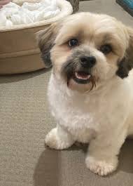 I have decided to dedicate a page to this because i have had many people request specific information on how i trim my dogs. I Ve Never Gotten The Puppy Cut Before On My Boy But Here He Is Peaches With A Puppy Cut Shihtzu