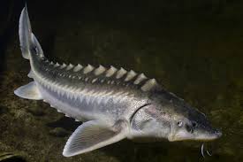 Once abundant, the white sturgeon has suffered a serious decline in numbers. White Sturgeon National Maritime Historical Society