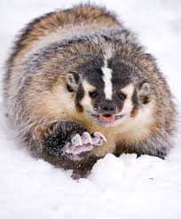 American Badger Lustige Tiergesichter Tiere Wild Ausgestopftes Tier