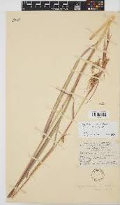 Image result for Hyparrhenia anamesa