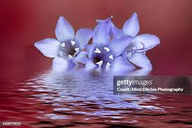 Image result for Gilgiochloa