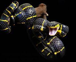 Mangrove Snake Snake Reptiles And Amphibians Beautiful Snakes