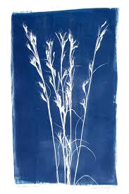 Image result for Andropogon chinensis