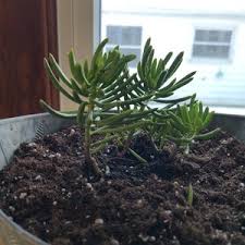 Image result for Senecio letouzeyanus