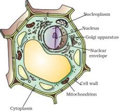 Draw well labeled diagram of a typical plant cell. Draw A Plant Cell And Label The Parts Which A Determines The Function And Development Of