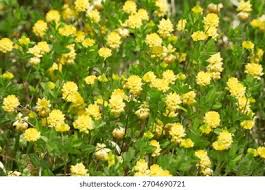 Image result for Trifolium campestre