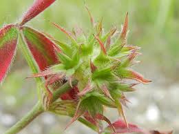 Image result for Trifolium squarrosum