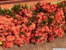 Image result for Ixora longipedunculata