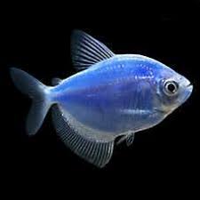 Pet Fish For Sale Tropical And Freshwater Fish Petsmart In 2020 Pet Fish Tetra Fish Glofish
