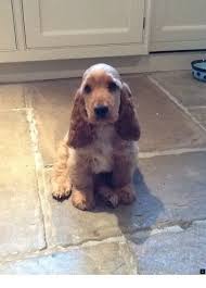 Black And Tan Cocker Spaniel For Sale Find More Information On Cavalier King Charles Spaniel Puppies Check The Webpage To F Golden Cocker Spaniel Puppies Spaniel Puppies For Sale Spaniel Puppies