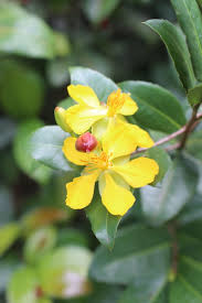 Image result for Ochna inermis