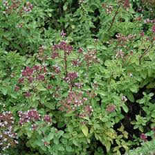 Image result for Origanum