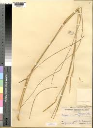 Image result for Elionurus