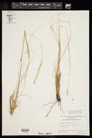 Image result for Elionurus muticus