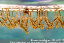 Muckenlarven In Regentonne Was Tun Larven Und Wurmer Gartendialog De