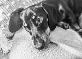 We did not find results for: Adorable Miniature Dachshund Puppy With Floppy Ears Sleeping On A Cushion On A Sofa Stock Image Image Of Head Beautiful 157338147