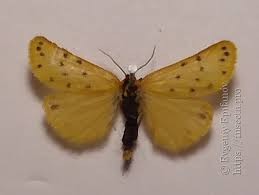 Image result for Setina roscida