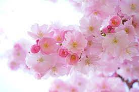Inklusive direkter bildlinks, bbcodes und html vorschaubilder. 300 000 Kostenlose Blumen Und Fruhling Bilder
