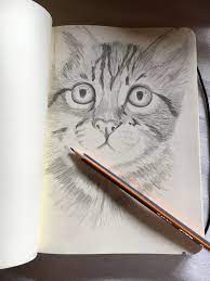 cat drawing panosundaki pin