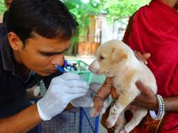 Thank you for your interest in volunteering with tallahassee animal services! Animal Rescue Volunteering In India Responsible Travel