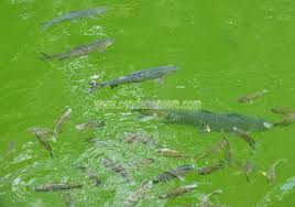 Lembah harau terkini ada apa aja sih di lembah harau. Apakah Ada Ikan Sakti Di Sungai Jernih Awal Singingi Sebab Indarung Tanah Yang Sama Senin 09 November 2020 Hulu Sungai Singingi Di Desa Pangkalan Indarung Kabupaten Kuansing Foto Sunting Desa Pangkalan