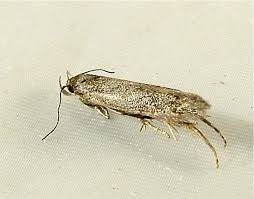 Image result for Bryotropha similis