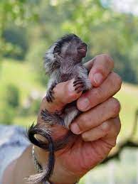 Nonhuman Primates Cotton Topped Tamarin Finger Monkey Tiny Monkey Pet Monkey