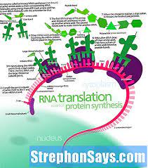 Maybe you would like to learn more about one of these? à¸„à¸§à¸²à¸¡à¹à¸•à¸à¸• à¸²à¸‡à¸£à¸°à¸«à¸§ à¸²à¸‡ Rna à¹à¸¥à¸° Mrna à¹€à¸›à¸£ à¸¢à¸šà¹€à¸— à¸¢à¸šà¸„à¸§à¸²à¸¡à¹à¸•à¸à¸• à¸²à¸‡à¸£à¸°à¸«à¸§ à¸²à¸‡à¸„à¸³à¸¨ à¸žà¸— à¸— à¸„à¸¥ à¸²à¸¢à¸ à¸™ à¸§ à¸—à¸¢à¸²à¸¨à¸²à¸ªà¸•à¸£ 2021
