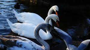 Some pretty damn good stuff there, both only have 1 album (between two worlds, and march of the norse.) Blacker Black On Tumblr