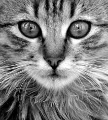 Instaface:the most amazing app for face morphing with animal effect. Cat Close Up Cat Face Ad Cat Close Face Ad Animal Close Up Animal Faces Cats