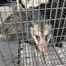 WALTER SALAZAR PEST CONTROL - Updated April 2026 - 11 Photos ...