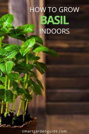 How To Propagate Basil From Cuttings Or Seeds With Pictures Smart Garden Guide Basil Plant Propagate Basil Smart Garden