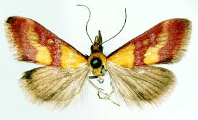 Image result for Pyrausta sanguinalis