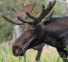 Located close to lake superior and reaching 1087 feet (331 m) above its waters, it is part of the lutsen mountains ski resort. Deer Parasites Deadly To Moose Focus Of New Scientific Study In Northeast Minnesota Quetico Superior Wilderness News