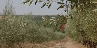 Valoriser Les Sous Produits De L Olive En Compost