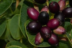 Image result for Syzygium cordatum