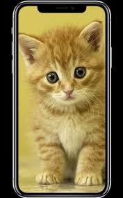 Find your perfect cute wallpaper and use it on your phone, lockscreen, desktop and more. Cute Cat Wallpapers Hd For Android Apk Download