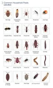 There are a lot of houses that cost less than flats. Florida Bugs Bug Identification Insect Identification Bed Bugs