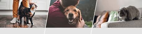 Your rabbit is part of your family, and you want the best healthcare services for him or her just like any other beloved family member. Pet Insurance Pet Insurance Quotes Argos Pet Insurance