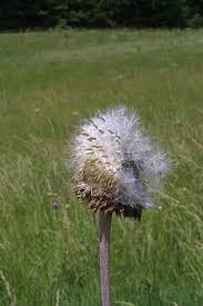 Image result for Walleria nutans