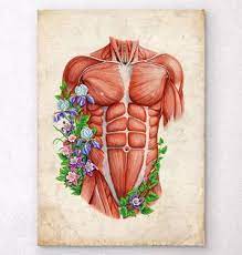 Torso model muscle anatomy learn by taking a quiz. Male Torso Muscles Anatomy Art Codex Anatomicus